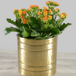 7.5in Tall Antique Gold Iron Cylinder Vase